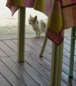 Cat peeks under a table